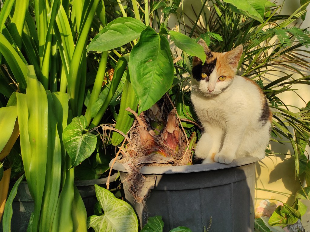 Cat in plants 