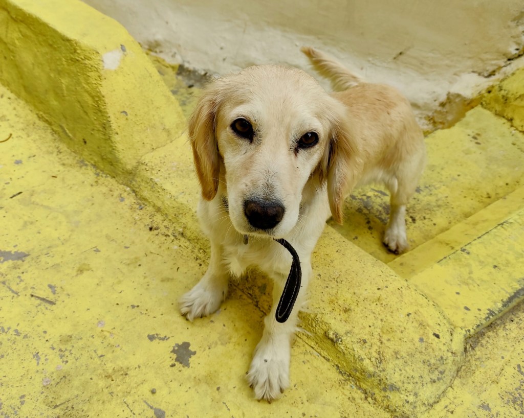 Cute puppy in Kuşadası