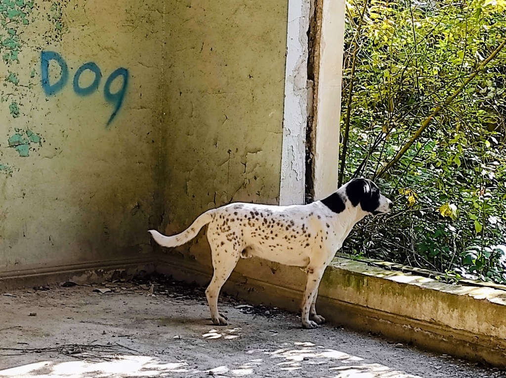 A street dog in Tskaltubo
